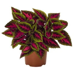 Buntnessel 'Ruby Road' Dunkelviolett-pink-grün, Topf-Ø 12 Cm, 6er-Set -Compo Verkäufe 0610180250 Solenostemon scut T12 Ruby Road 6er Set WS 6 93223