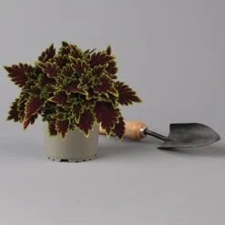 Buntnessel 'Bourbon Street' Dunkelrot-grün, Topf -Ø 12 Cm, 6er-Set 10 Buntnessel 'Bourbon Street' Dunkelrot-grün, Topf -Ø 12 Cm, 6er-Set -Compo Verkäufe 0610180337 coleus bourbon street 2 124149