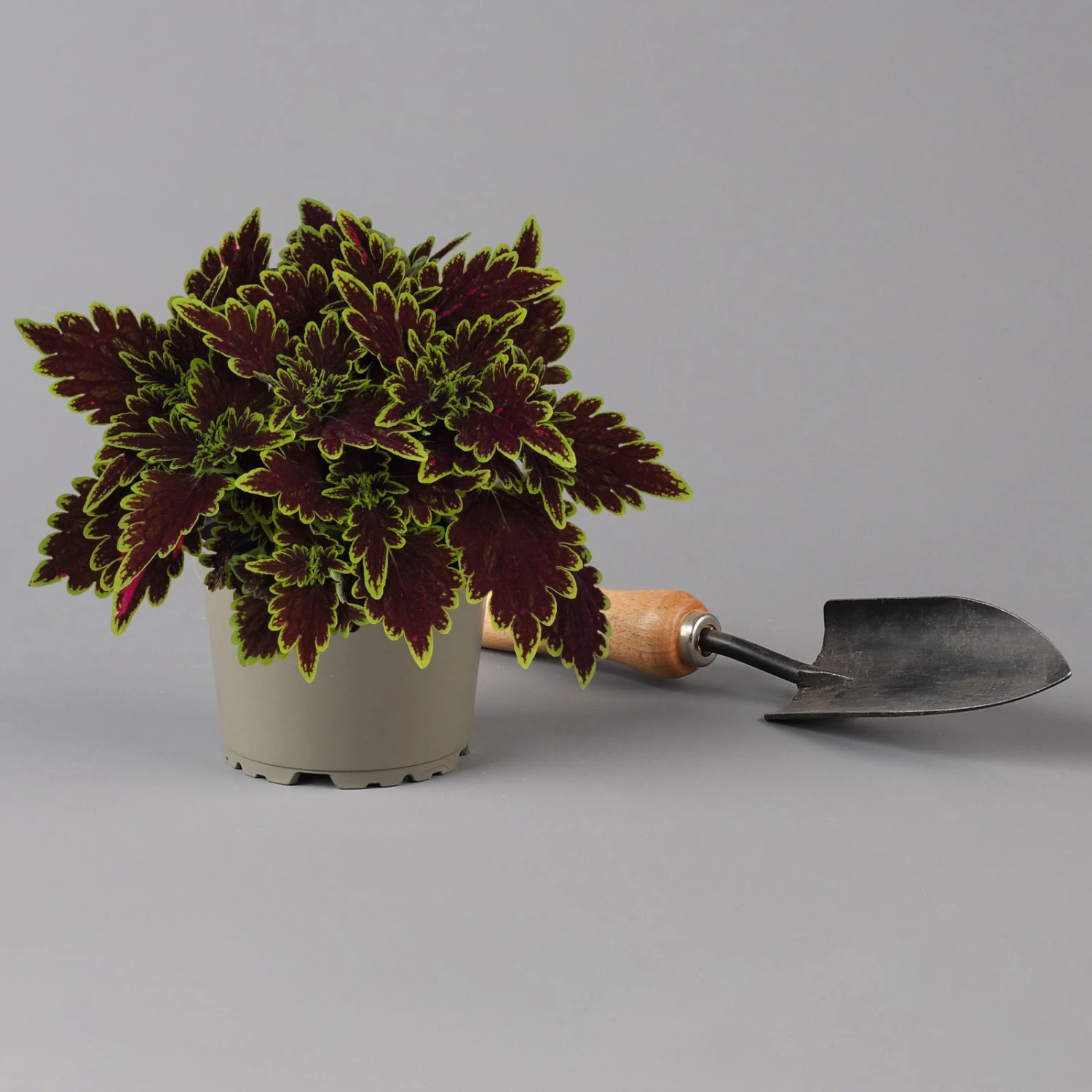 Buntnessel 'Bourbon Street' Dunkelrot-grün, Topf -Ø 12 Cm, 6er-Set 3 Buntnessel 'Bourbon Street' Dunkelrot-grün, Topf -Ø 12 Cm, 6er-Set – Bild 3