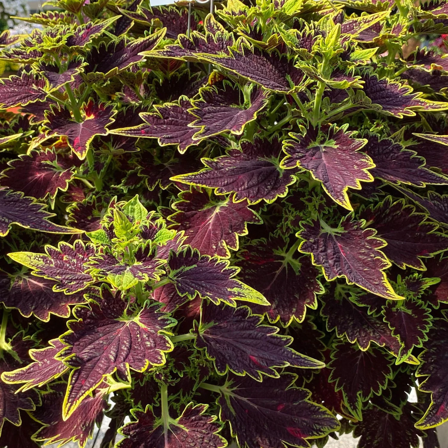 Buntnessel 'Bourbon Street' Dunkelrot-grün, Topf -Ø 12 Cm, 6er-Set 2 Buntnessel 'Bourbon Street' Dunkelrot-grün, Topf -Ø 12 Cm, 6er-Set – Bild 2