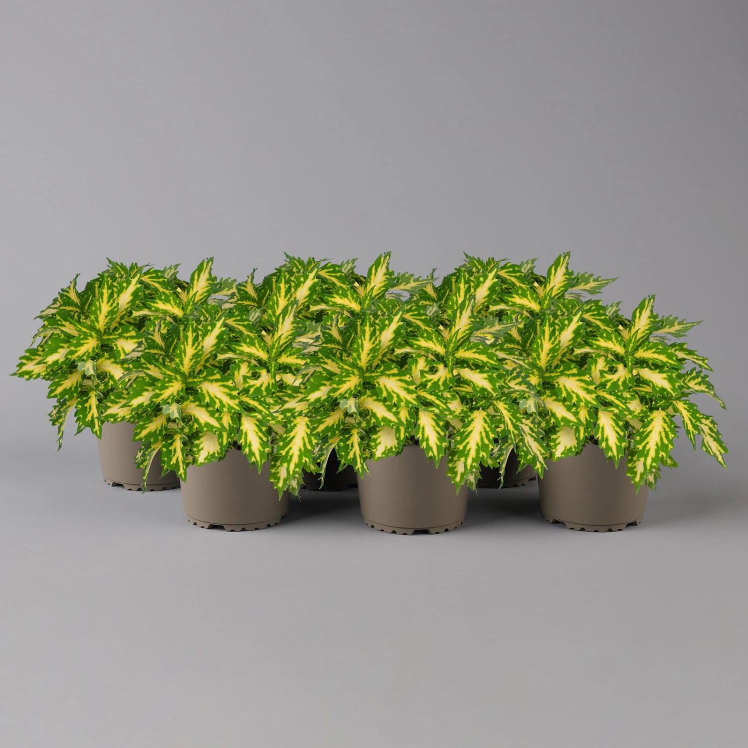 Buntnessel 'Palisade' Hellgrün-gelb, Topf -Ø 12 Cm, 6er-Set 1 Buntnessel 'Palisade' Hellgrün-gelb, Topf -Ø 12 Cm, 6er-Set