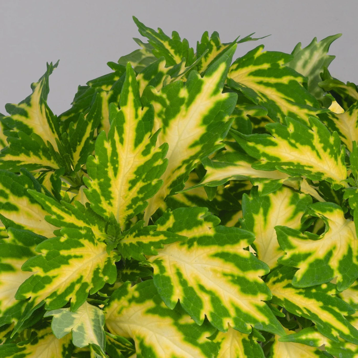 Buntnessel 'Palisade' Hellgrün-gelb, Topf -Ø 12 Cm, 6er-Set 3 Buntnessel 'Palisade' Hellgrün-gelb, Topf -Ø 12 Cm, 6er-Set – Bild 3