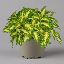 Buntnessel 'Palisade' Hellgrün-gelb, Topf -Ø 12 Cm, 6er-Set 11 Buntnessel 'Palisade' Hellgrün-gelb, Topf -Ø 12 Cm, 6er-Set -Compo Verkäufe 0610180340 coleus palisade 4 124146