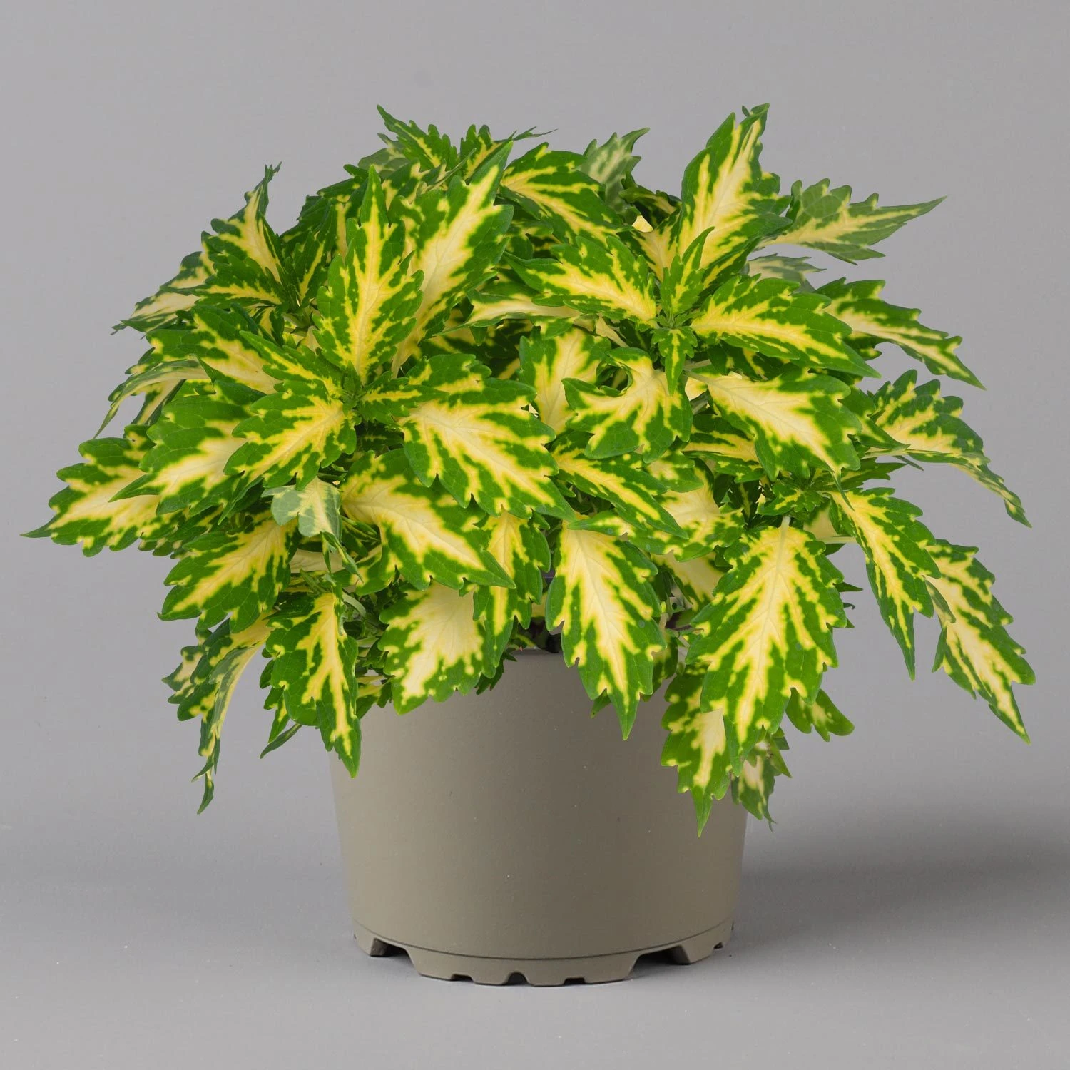 Buntnessel 'Palisade' Hellgrün-gelb, Topf -Ø 12 Cm, 6er-Set 5 Buntnessel 'Palisade' Hellgrün-gelb, Topf -Ø 12 Cm, 6er-Set – Bild 5