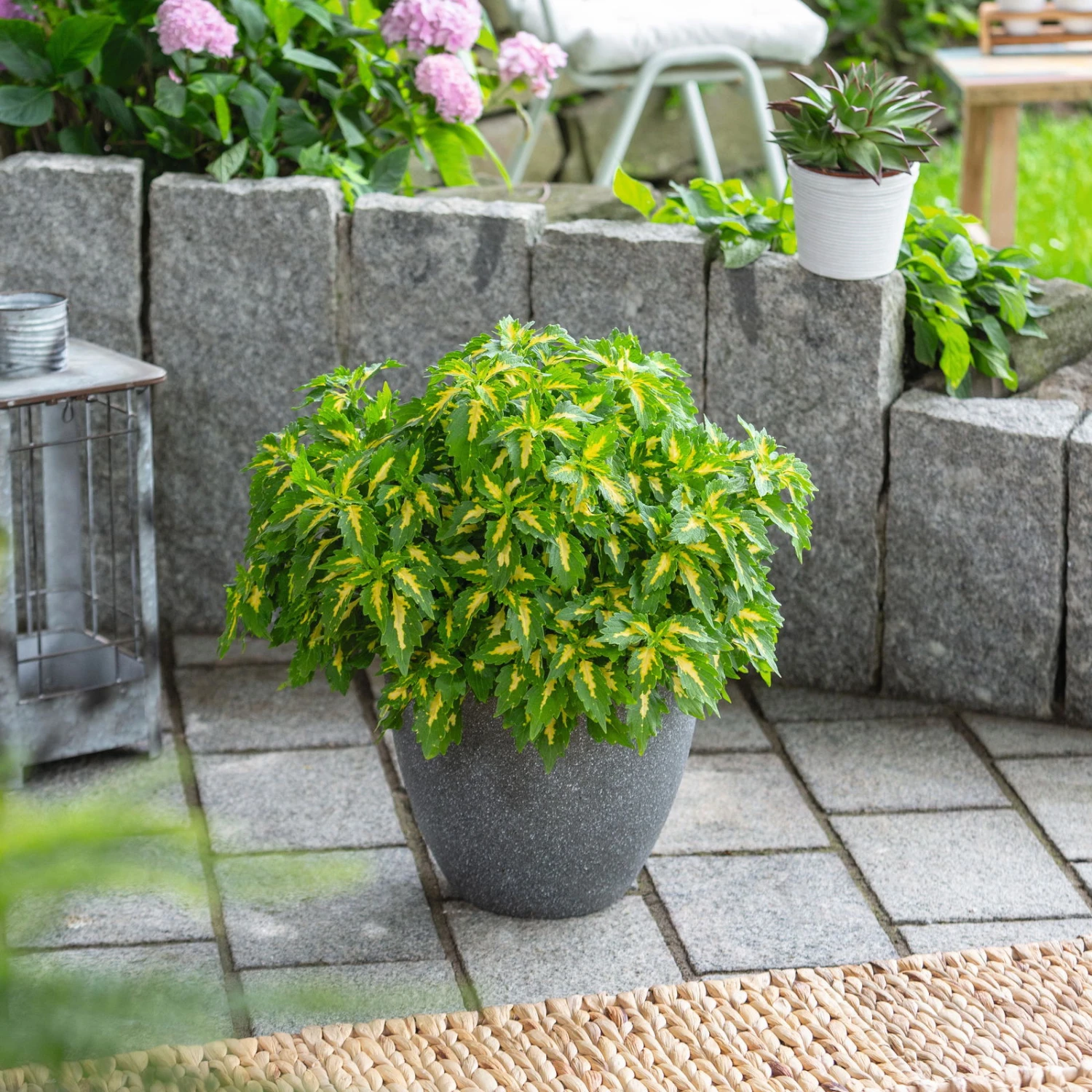 Buntnessel 'Palisade' Hellgrün-gelb, Topf -Ø 12 Cm, 6er-Set 2 Buntnessel 'Palisade' Hellgrün-gelb, Topf -Ø 12 Cm, 6er-Set – Bild 2
