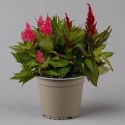 Celosia 'Kelos Fire Karneval' Orange-gelb-rot, Topf-Ø 20 Cm -Compo Verkäufe 0610240048 Celosia Kelos Fire T20 Karneval H35 1 125437
