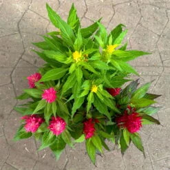 Celosia 'Kelos Fire Karneval' Orange-gelb-rot, Topf-Ø 20 Cm -Compo Verkäufe 0610240048 Celosia Kelos Fire T20 Karneval H35 10 125400