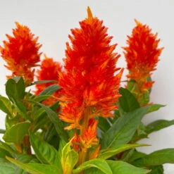 Celosia 'Kelos Fire Orange' Orange, Topf-Ø 17 Cm, 2er-Set 11 Celosia 'Kelos Fire Orange' Orange, Topf-Ø 17 Cm, 2er-Set -Compo Verkäufe 0610240075 Celosia argentea T12 6er Set orange Kelos Fire Orange 6 113295