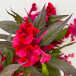 Celosia 'Hot Topic Red' Rot, Topf-Ø 12 Cm, 6er-Set 10 Celosia 'Hot Topic Red' Rot, Topf-Ø 12 Cm, 6er-Set -Compo Verkäufe 0610240081 Celosia argentea T12 6er Set Hot Topic Red 4 113302