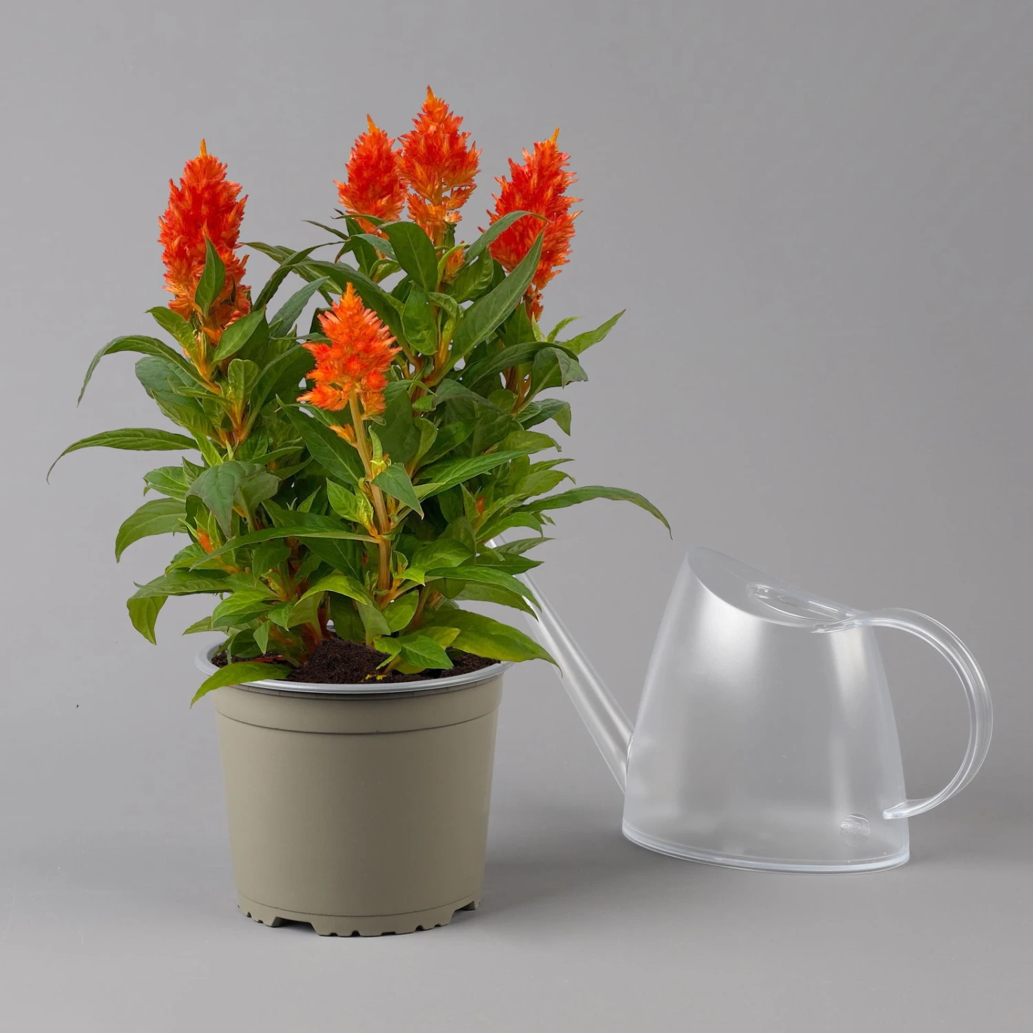 Celosia 'Kelos Fire Orange' Orange, Topf-Ø 17 Cm, 2er-Set 1 Celosia 'Kelos Fire Orange' Orange, Topf-Ø 17 Cm, 2er-Set