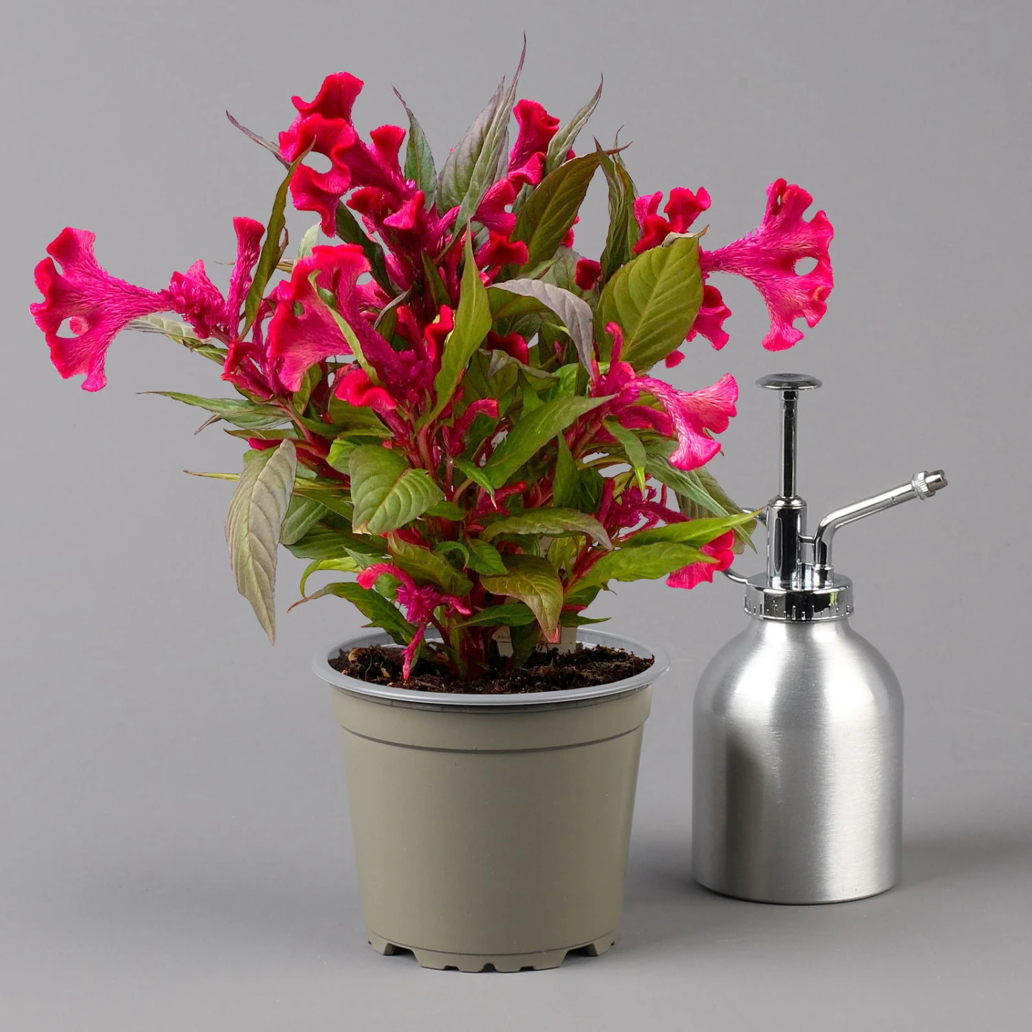 Celosia 'Hot Topic Red' Rot, Topf-Ø 12 Cm, 6er-Set 1 Celosia 'Hot Topic Red' Rot, Topf-Ø 12 Cm, 6er-Set