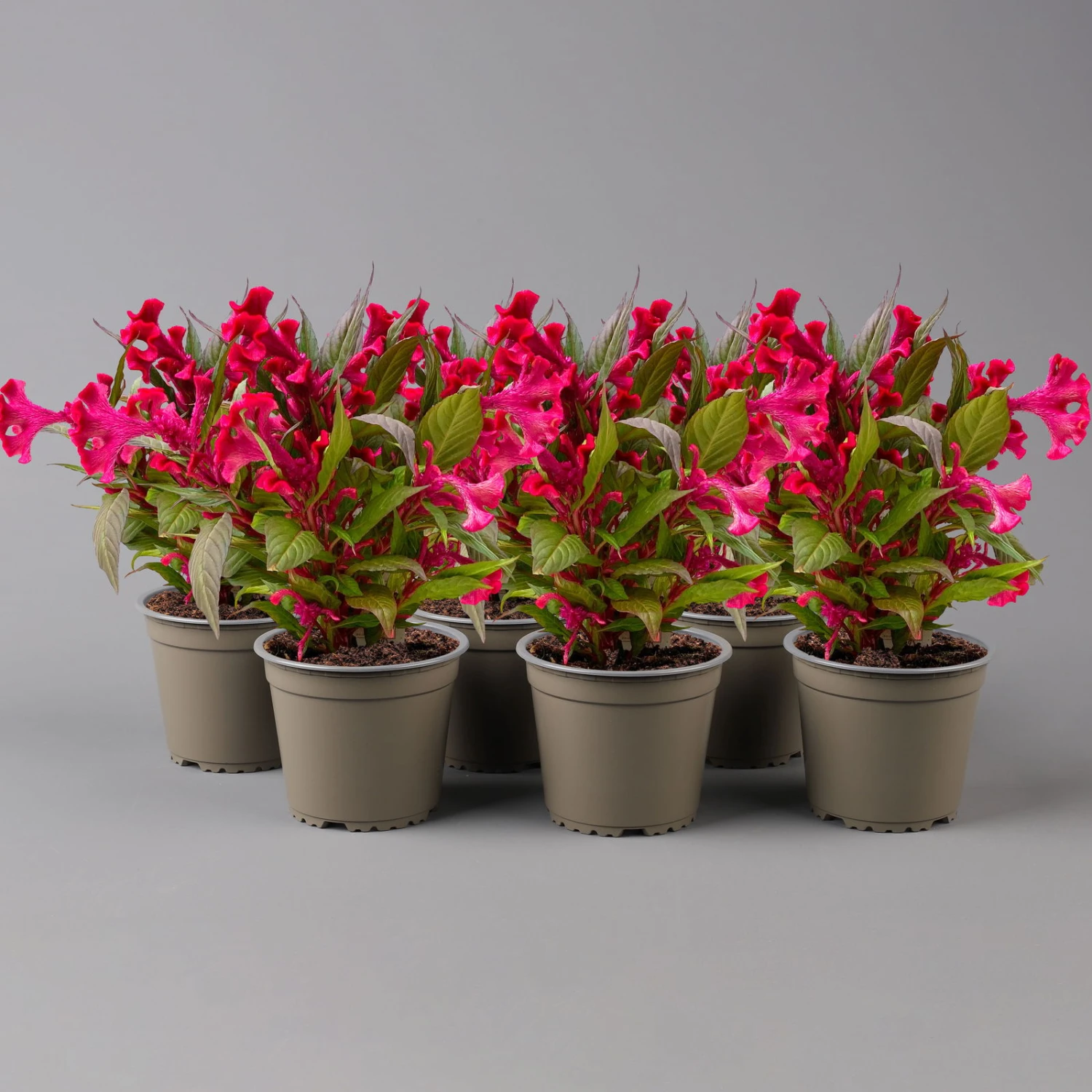Celosia 'Hot Topic Red' Rot, Topf-Ø 12 Cm, 6er-Set 2 Celosia 'Hot Topic Red' Rot, Topf-Ø 12 Cm, 6er-Set – Bild 2