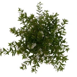 Japanische Scheinmyrte, 6er-Set, Cuphea Hyssopifolia, Weiß, Topf 11 Cm Ø -Compo Verkäufe 0610260035 Cuphea T11 weiss 6er Set 4 93148