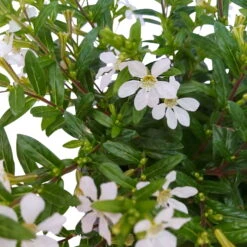 Japanische Scheinmyrte, 6er-Set, Cuphea Hyssopifolia, Weiß, Topf 11 Cm Ø -Compo Verkäufe 0610260035 Cuphea T11 weiss 6er Set 6 93147