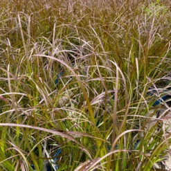 Rotes Lampenputzergras 'Rubrum' Rot, Einjährig, Topf-Ø 19 Cm, 2er-Set 13 Rotes Lampenputzergras 'Rubrum' Rot, Einjährig, Topf-Ø 19 Cm, 2er-Set -Compo Verkäufe 0610280032 0610280044 Pennisetum advena Rubrum 2er Set 1 112585