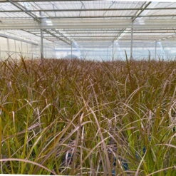 Rotes Lampenputzergras 'Rubrum' Rot, Einjährig, Topf-Ø 19 Cm, 2er-Set 15 Rotes Lampenputzergras 'Rubrum' Rot, Einjährig, Topf-Ø 19 Cm, 2er-Set -Compo Verkäufe 0610280032 0610280044 Pennisetum advena Rubrum 2er Set 2 112587