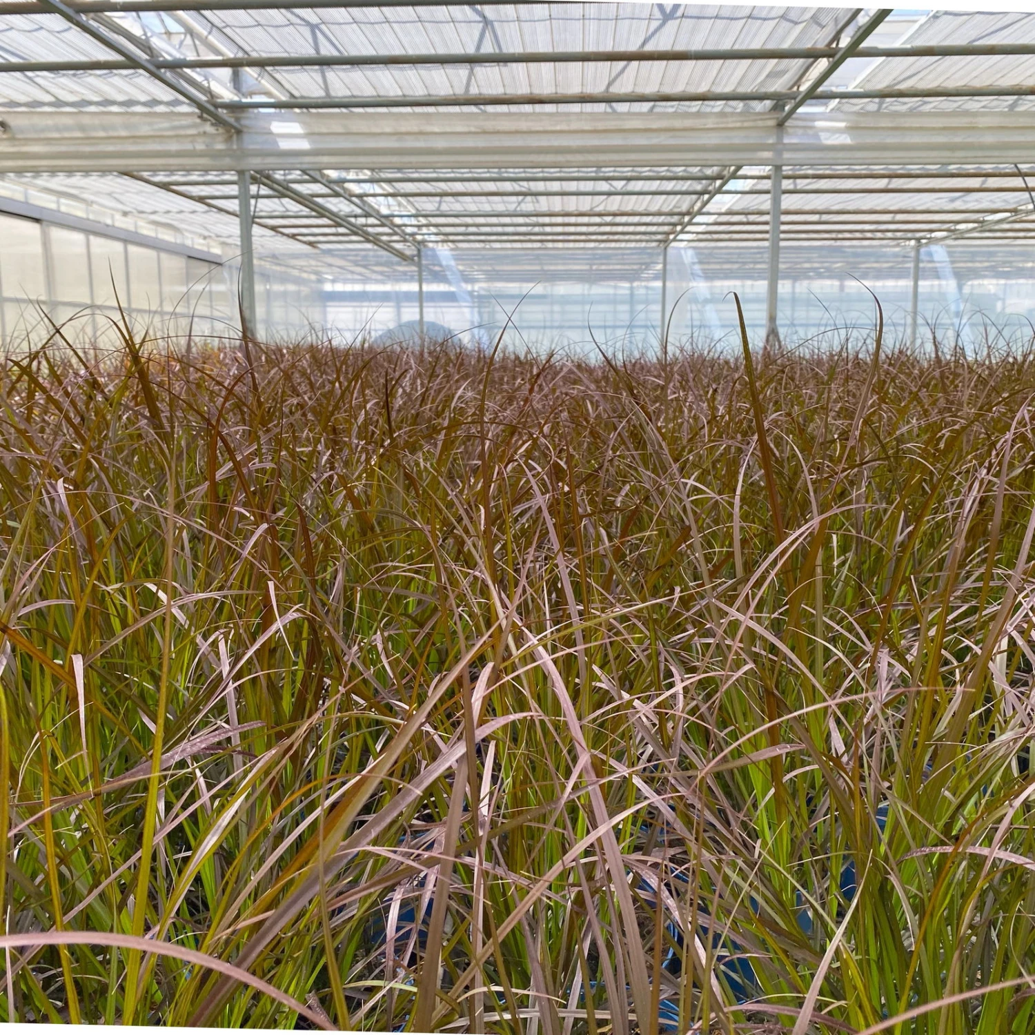 Rotes Lampenputzergras 'Rubrum' Rot, Einjährig, Topf-Ø 19 Cm, 2er-Set 7 Rotes Lampenputzergras 'Rubrum' Rot, Einjährig, Topf-Ø 19 Cm, 2er-Set – Bild 7