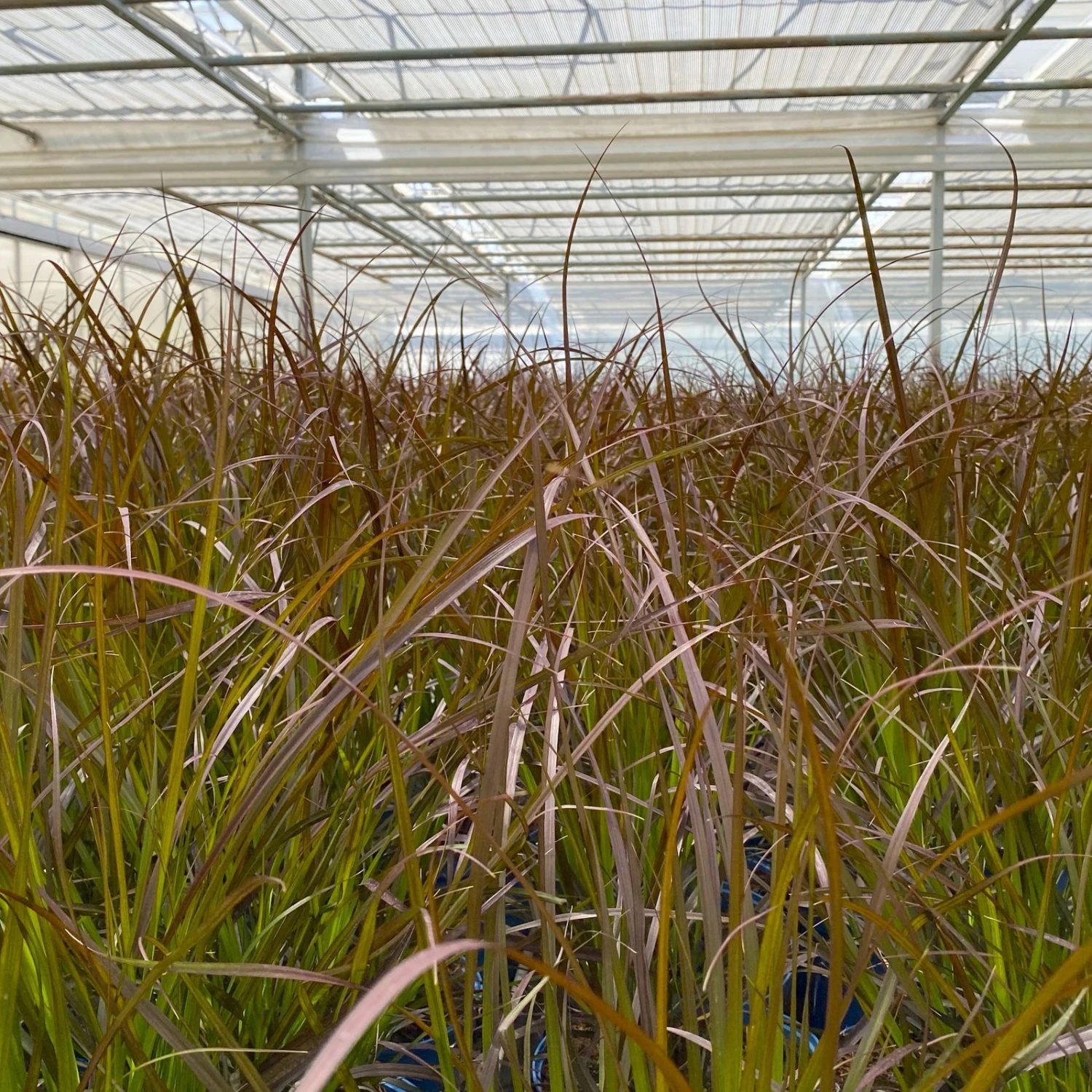 Rotes Lampenputzergras 'Rubrum' Rot, Einjährig, Topf-Ø 19 Cm, 2er-Set 6 Rotes Lampenputzergras 'Rubrum' Rot, Einjährig, Topf-Ø 19 Cm, 2er-Set – Bild 6