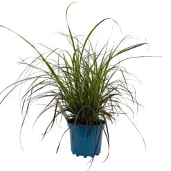 Rotes Lampenputzergras 'Rubrum' Rot, Einjährig, Topf-Ø 19 Cm, 2er-Set 12 Rotes Lampenputzergras 'Rubrum' Rot, Einjährig, Topf-Ø 19 Cm, 2er-Set -Compo Verkäufe 0610280032 Pennisetum advena Rubrum T19 2er Set WS 2 96107