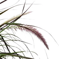 Lampenputzergras 'Rubrum' Rot, Topf-Ø 26 Cm 7 Lampenputzergras 'Rubrum' Rot, Topf-Ø 26 Cm -Compo Verkäufe 0610280039 KB Pennisetum advena Rubrum T26 5 l rotlaubig einjaehrig WS 5 95868