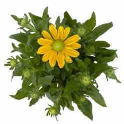 Sonnenhut Gelb, Topf-Ø 21 Cm -Compo Verkäufe 0610360016 Rudbeckia hirta T21 gelb 3 114160