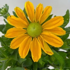 Sonnenhut Gelb, Topf-Ø 21 Cm -Compo Verkäufe 0610360016 Rudbeckia hirta T21 gelb 4 114140