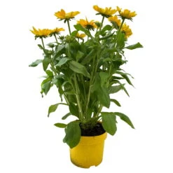 Sonnenhut Gelb, Topf-Ø 21 Cm -Compo Verkäufe 0610360017 0610360016 Rudbeckia T21 gelb 1 111962