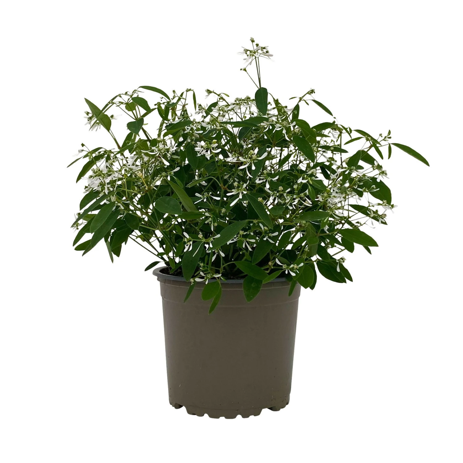 Zauberschnee™ 'Diamond Frost™' Weiß, Topf-Ø 12 Cm, 6er-Set 6 Zauberschnee™ 'Diamond Frost™' Weiß, Topf-Ø 12 Cm, 6er-Set – Bild 6