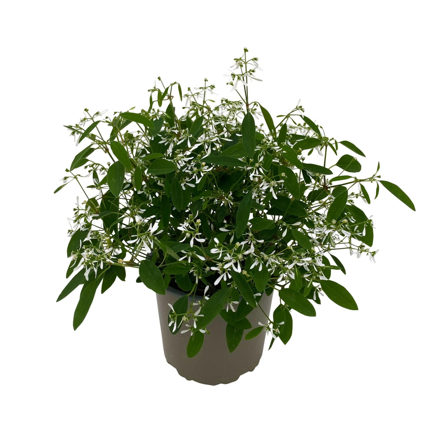 Zauberschnee™ 'Diamond Frost™' Weiß, Topf-Ø 12 Cm, 6er-Set 2 Zauberschnee™ 'Diamond Frost™' Weiß, Topf-Ø 12 Cm, 6er-Set – Bild 2