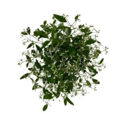 Zauberschnee™ 'Diamond Frost™' Weiß, Topf-Ø 12 Cm, 6er-Set 15 Zauberschnee™ 'Diamond Frost™' Weiß, Topf-Ø 12 Cm, 6er-Set -Compo Verkäufe 0610500544 Euphorbia T12 Diamond Frost 6er Set WS 7 94610