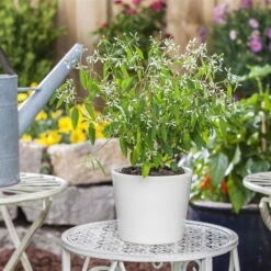 Zauberschnee™ 'Diamond Frost™' Weiß, Topf-Ø 12 Cm, 6er-Set 11 Zauberschnee™ 'Diamond Frost™' Weiß, Topf-Ø 12 Cm, 6er-Set -Compo Verkäufe 0610500544 Euphorbia T12 Diamond Frost Stimmungsbild 1 93703