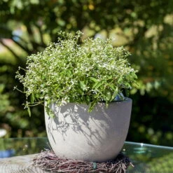 Zauberschnee™ 'Diamond Frost™' Weiß, Topf-Ø 12 Cm, 6er-Set 13 Zauberschnee™ 'Diamond Frost™' Weiß, Topf-Ø 12 Cm, 6er-Set -Compo Verkäufe 0610500544 Euphorbia T12 Diamond Frost Stimmungsbild 2 93705