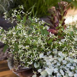 Zauberschnee™ 'Diamond Frost™' Weiß, Topf-Ø 12 Cm, 6er-Set 12 Zauberschnee™ 'Diamond Frost™' Weiß, Topf-Ø 12 Cm, 6er-Set -Compo Verkäufe 0610500544 Euphorbia T12 Diamond Frost Stimmungsbild 3 93704