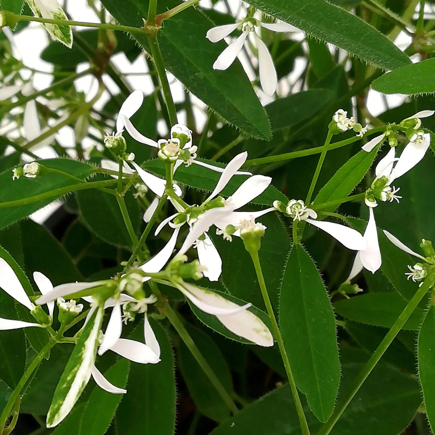 Zauberschnee™ 'Diamond Frost™' Weiß, Topf-Ø 12 Cm, 6er-Set 1 Zauberschnee™ 'Diamond Frost™' Weiß, Topf-Ø 12 Cm, 6er-Set