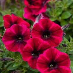 Petunie 'Sweetunia® Suzie Storm' Pink-rot, Hängend, Topf -Ø 13 Cm, 6er-Set 12 Petunie 'Sweetunia® Suzie Storm' Pink-rot, Hängend, Topf -Ø 13 Cm, 6er-Set -Compo Verkäufe 0613170054 KB Petunia T13 Suzie Storm1 75889