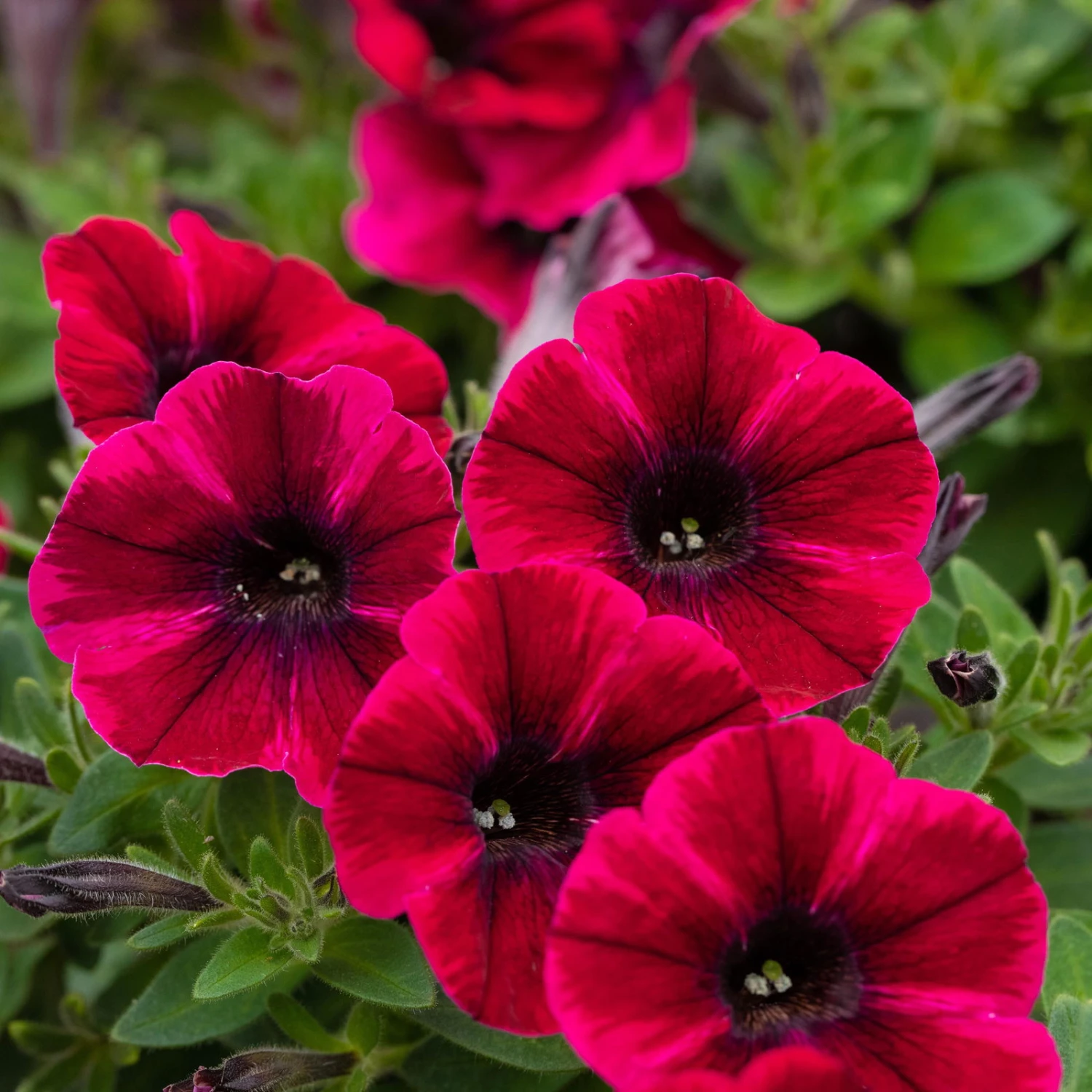 Petunie 'Sweetunia® Suzie Storm' Pink-rot, Hängend, Topf -Ø 13 Cm, 6er-Set 3 Petunie 'Sweetunia® Suzie Storm' Pink-rot, Hängend, Topf -Ø 13 Cm, 6er-Set – Bild 3