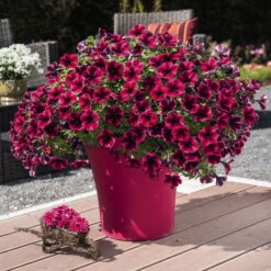 Petunie 'Sweetunia® Suzie Storm' Pink-rot, Hängend, Topf -Ø 13 Cm, 6er-Set 13 Petunie 'Sweetunia® Suzie Storm' Pink-rot, Hängend, Topf -Ø 13 Cm, 6er-Set -Compo Verkäufe 0613170054 KB Petunia T13 Suzie Storm2 75890