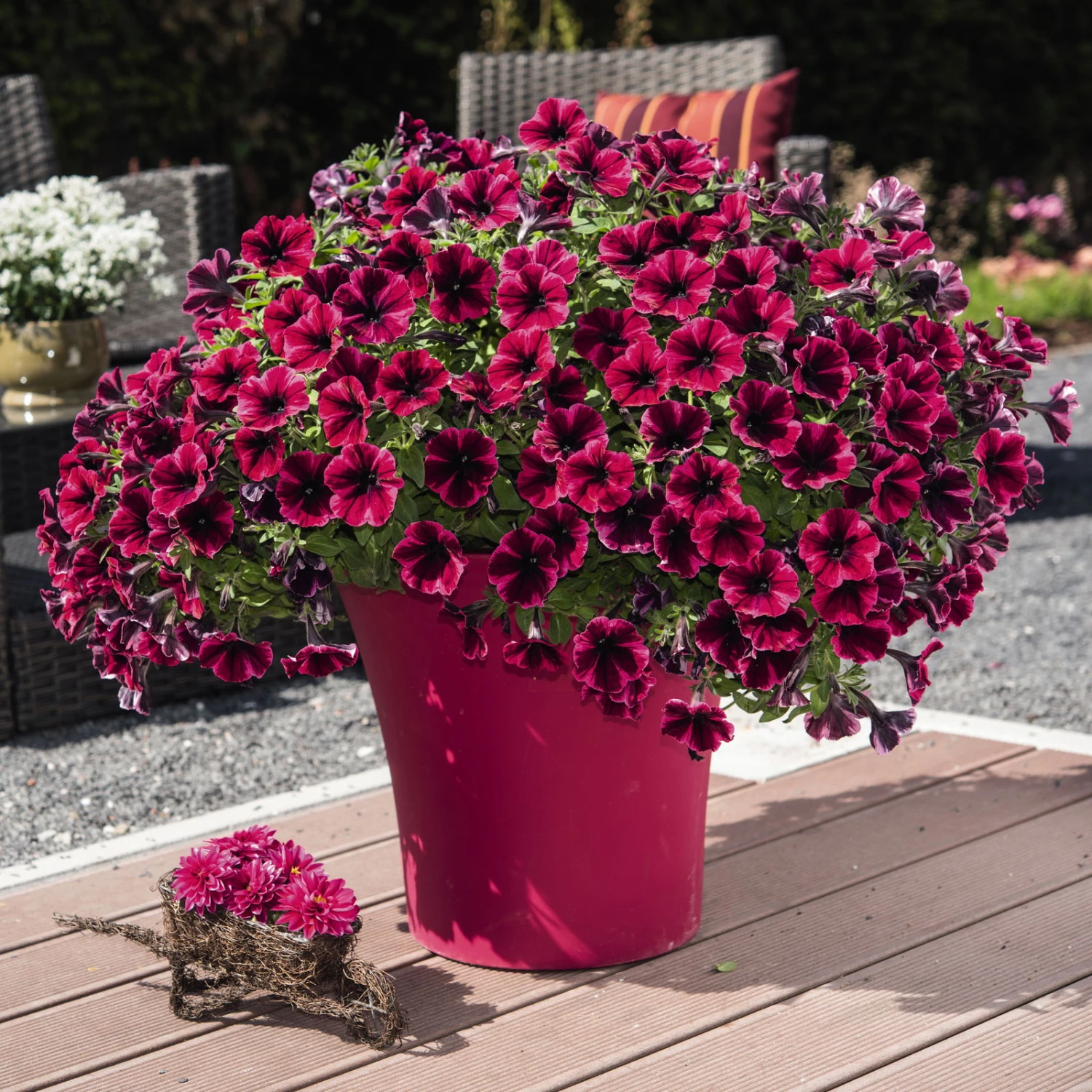Petunie 'Sweetunia® Suzie Storm' Pink-rot, Hängend, Topf -Ø 13 Cm, 6er-Set 4 Petunie 'Sweetunia® Suzie Storm' Pink-rot, Hängend, Topf -Ø 13 Cm, 6er-Set – Bild 4