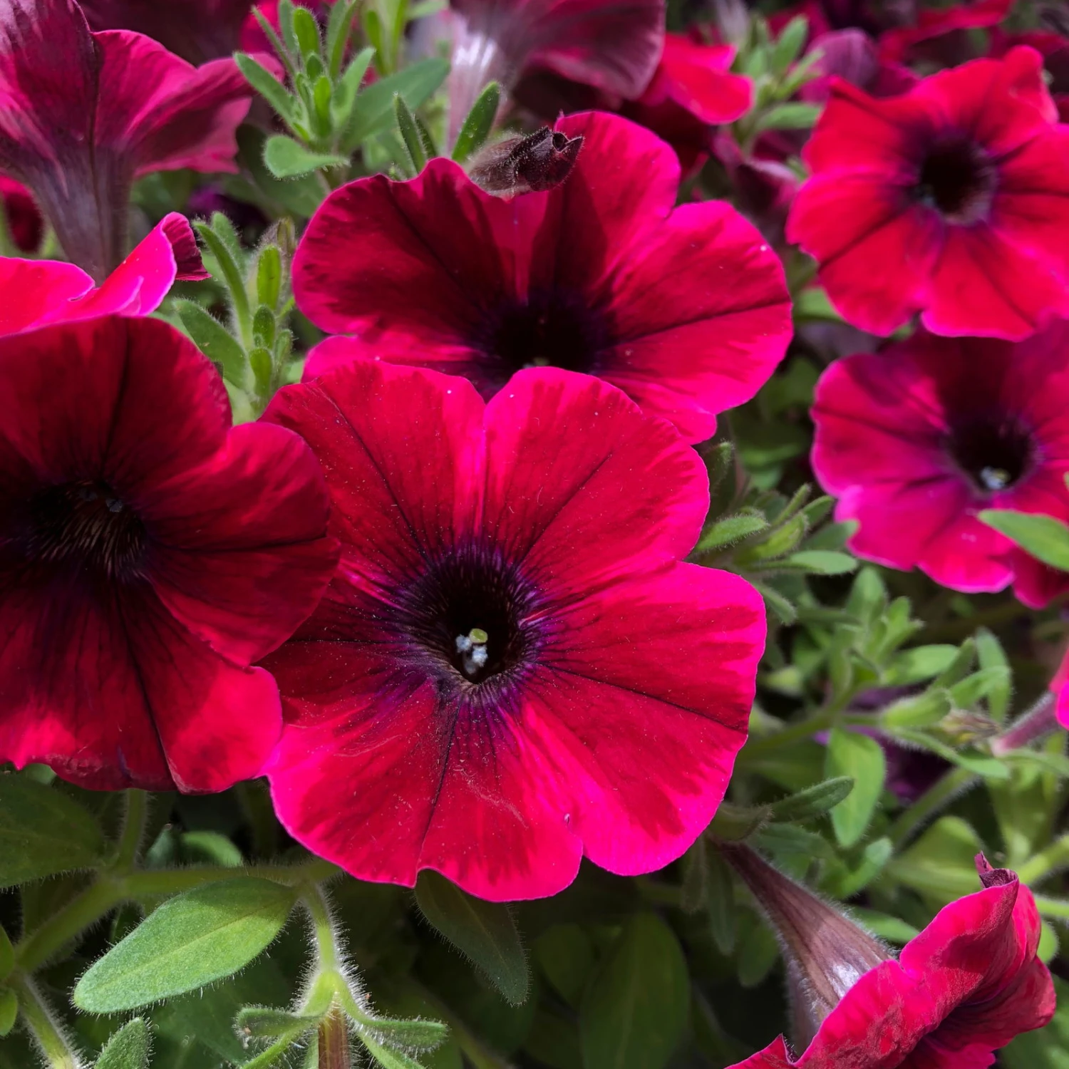 Petunie 'Sweetunia® Suzie Storm' Pink-rot, Hängend, Topf -Ø 13 Cm, 6er-Set 5 Petunie 'Sweetunia® Suzie Storm' Pink-rot, Hängend, Topf -Ø 13 Cm, 6er-Set – Bild 5