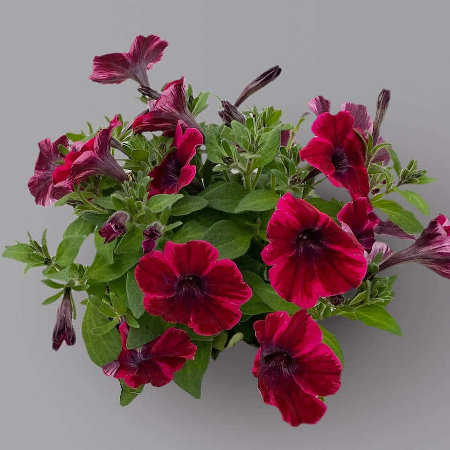 Petunie 'Sweetunia® Suzie Storm' Pink-rot, Hängend, Topf -Ø 13 Cm, 6er-Set 2 Petunie 'Sweetunia® Suzie Storm' Pink-rot, Hängend, Topf -Ø 13 Cm, 6er-Set – Bild 2