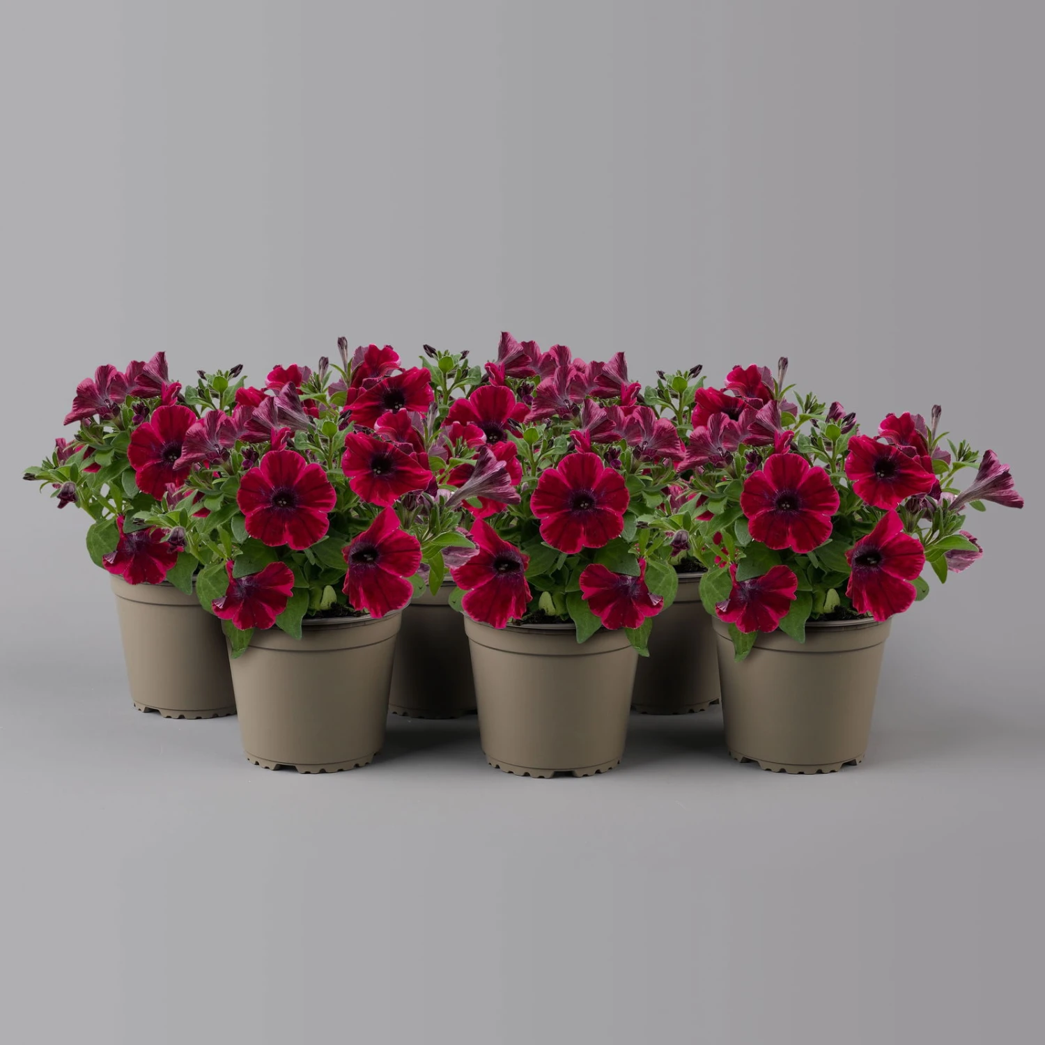 Petunie 'Sweetunia® Suzie Storm' Pink-rot, Hängend, Topf -Ø 13 Cm, 6er-Set 1 Petunie 'Sweetunia® Suzie Storm' Pink-rot, Hängend, Topf -Ø 13 Cm, 6er-Set