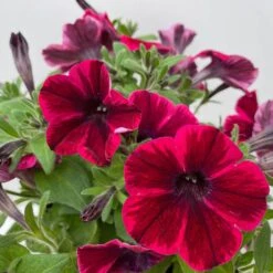 Petunie 'Sweetunia® Suzie Storm' Pink-rot, Hängend, Topf -Ø 13 Cm, 6er-Set 16 Petunie 'Sweetunia® Suzie Storm' Pink-rot, Hängend, Topf -Ø 13 Cm, 6er-Set -Compo Verkäufe 0613170141 Petunia T13 Suzie Storm gesternt 6er Set 4 122437