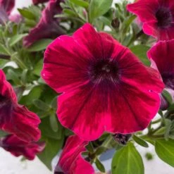 Petunie 'Sweetunia® Suzie Storm' Pink-rot, Hängend, Topf -Ø 13 Cm, 6er-Set 17 Petunie 'Sweetunia® Suzie Storm' Pink-rot, Hängend, Topf -Ø 13 Cm, 6er-Set -Compo Verkäufe 0613170141 Petunia T13 Suzie Storm gesternt 6er Set 5 122438