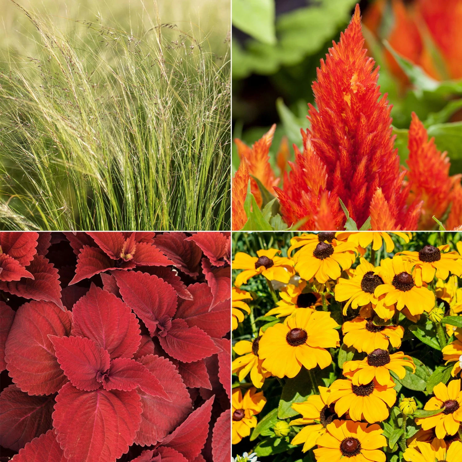 Pflanzenset 'Spätsommer-Gold' Gelb-orange, Topf-Ø 12 Cm, 4er-Set 2 Pflanzenset 'Spätsommer-Gold' Gelb-orange, Topf-Ø 12 Cm, 4er-Set – Bild 2