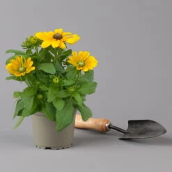 Pflanzenset 'Spätsommer-Gold' Gelb-orange, Topf-Ø 12 Cm, 4er-Set 31 Pflanzenset 'Spätsommer-Gold' Gelb-orange, Topf-Ø 12 Cm, 4er-Set -Compo Verkäufe 0615400008 KB Spaetsommer Gold T12 4erSet orange gelb 11 126541