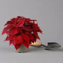 Pflanzenset 'Spätsommer-Gold' Gelb-orange, Topf-Ø 12 Cm, 4er-Set 25 Pflanzenset 'Spätsommer-Gold' Gelb-orange, Topf-Ø 12 Cm, 4er-Set -Compo Verkäufe 0615400008 KB Spaetsommer Gold T12 4erSet orange gelb 12 126540