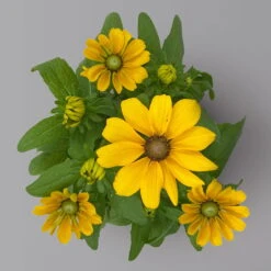 Pflanzenset 'Spätsommer-Gold' Gelb-orange, Topf-Ø 12 Cm, 4er-Set 32 Pflanzenset 'Spätsommer-Gold' Gelb-orange, Topf-Ø 12 Cm, 4er-Set -Compo Verkäufe 0615400008 KB Spaetsommer Gold T12 4erSet orange gelb 14 126542