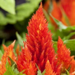 Pflanzenset 'Spätsommer-Gold' Gelb-orange, Topf-Ø 12 Cm, 4er-Set 23 Pflanzenset 'Spätsommer-Gold' Gelb-orange, Topf-Ø 12 Cm, 4er-Set -Compo Verkäufe 0615400008 KB Spaetsommer Gold T12 4erSet orange gelb 6 126539