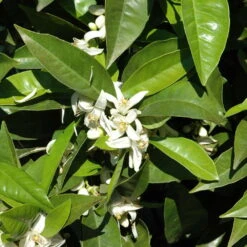 Orangenbaum, Stamm, Topf-Ø Ca. 22 Cm, Höhe Ca. 70 Cm 14 Orangenbaum, Stamm, Topf-Ø Ca. 22 Cm, Höhe Ca. 70 Cm -Compo Verkäufe 0630100030 KB Citrus sinensis Stamm T33 1 88065