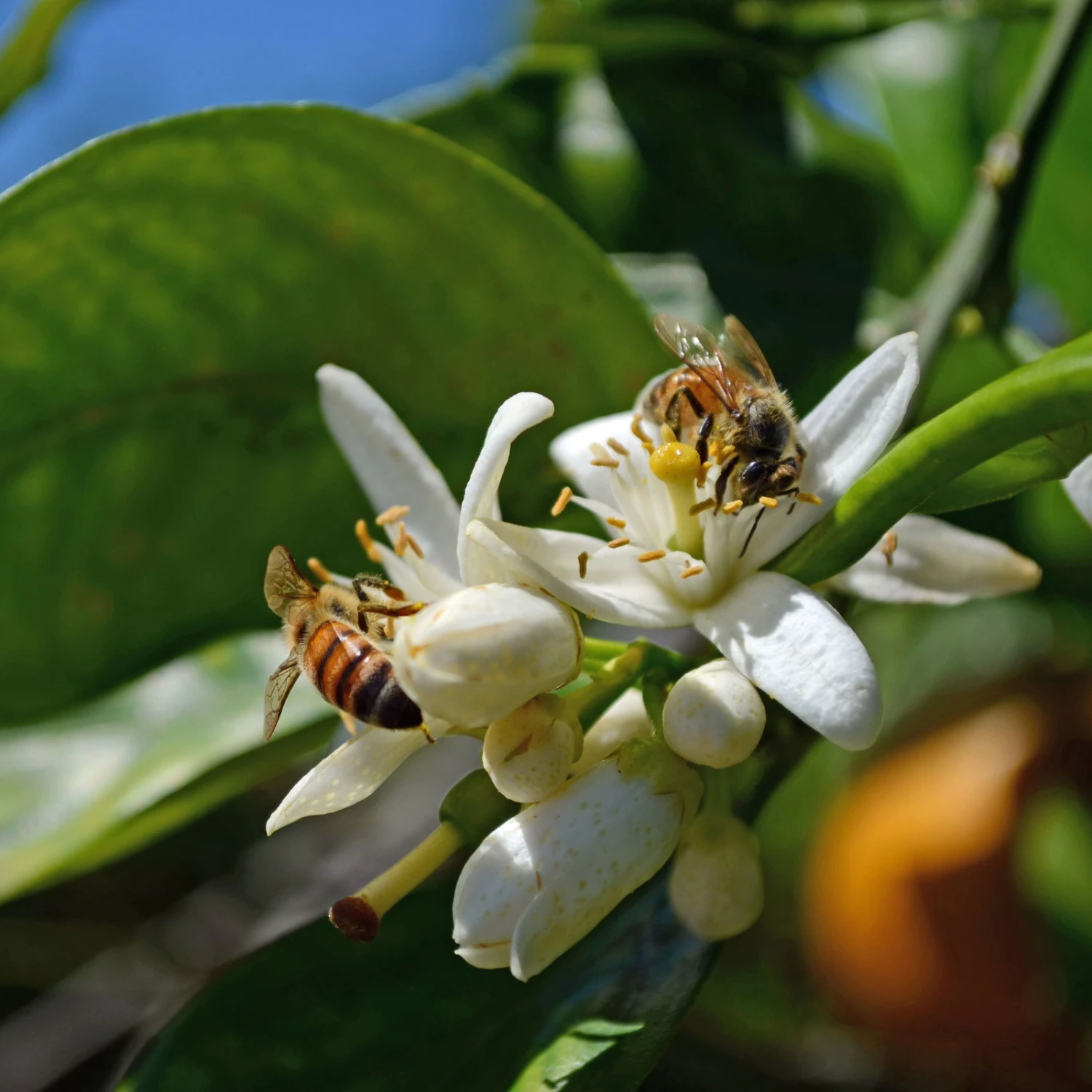 Orangenbaum, Stamm, Topf-Ø Ca. 22 Cm, Höhe Ca. 70 Cm 4 Orangenbaum, Stamm, Topf-Ø Ca. 22 Cm, Höhe Ca. 70 Cm – Bild 4